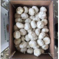 China pure white garlic factory sale, new crop fresh garlic export 2021